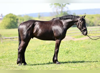 Frisones Mestizo, Caballo castrado, 4 años, Negro