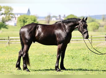 Frisones Mestizo, Caballo castrado, 4 años, Negro