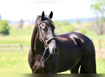 Frisones Mestizo, Caballo castrado, 4 años, Negro