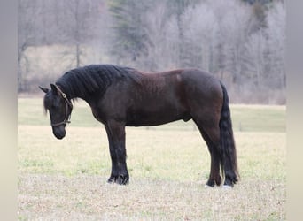Frisones Mestizo, Caballo castrado, 4 años, Negro