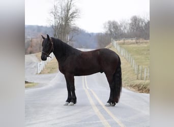 Frisones Mestizo, Caballo castrado, 4 años, Negro