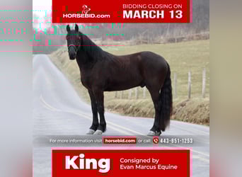 Frisones Mestizo, Caballo castrado, 4 años, Negro