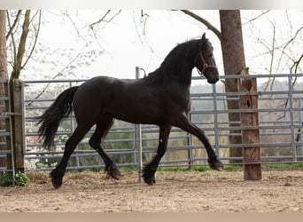 Frisones, Caballo castrado, 4 años, Negro