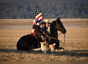 Frisones Mestizo, Caballo castrado, 4 años, Negro