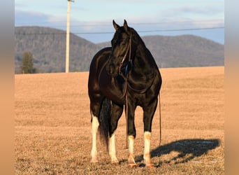Frisones Mestizo, Caballo castrado, 4 años, Negro