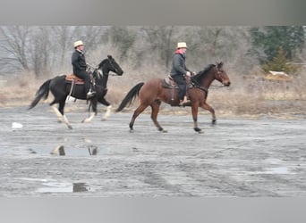 Frisones Mestizo, Caballo castrado, 4 años, Negro