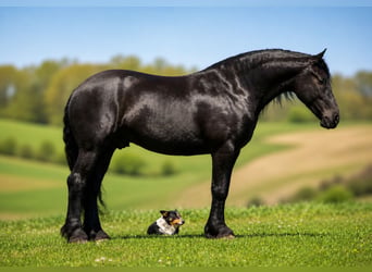 Frisones Mestizo, Caballo castrado, 4 años, Negro