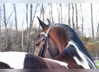 Frisones Mestizo, Caballo castrado, 4 años, Pío