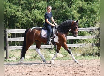 Frisones Mestizo, Caballo castrado, 4 años, Pío