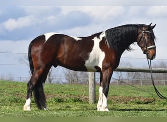 Frisones Mestizo, Caballo castrado, 4 años, Pío