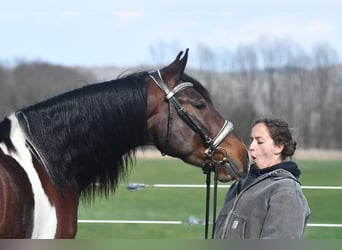 Frisones Mestizo, Caballo castrado, 4 años, Pío