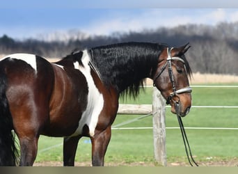 Frisones Mestizo, Caballo castrado, 4 años, Pío