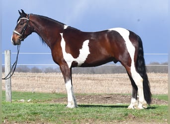 Frisones Mestizo, Caballo castrado, 4 años, Pío