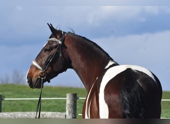 Frisones Mestizo, Caballo castrado, 4 años, Pío