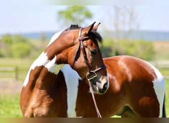Frisones, Caballo castrado, 4 años, Pío