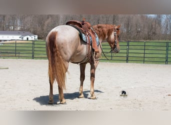 Frisones Mestizo, Caballo castrado, 4 años, Ruano alazán