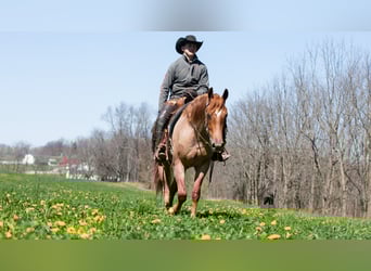 Frisones Mestizo, Caballo castrado, 4 años, Ruano alazán