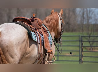 Frisones Mestizo, Caballo castrado, 4 años, Ruano alazán
