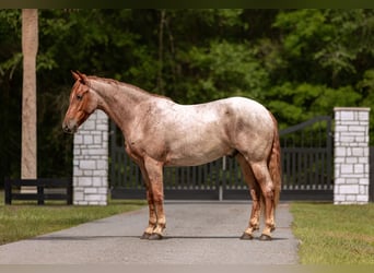 Frisones Mestizo, Caballo castrado, 4 años, Ruano alazán