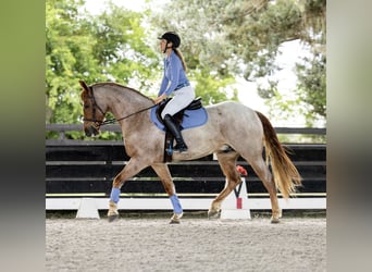 Frisones Mestizo, Caballo castrado, 4 años, Ruano alazán