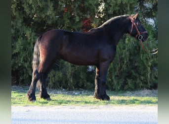 Frisones Mestizo, Caballo castrado, 5 años, 145 cm, Negro