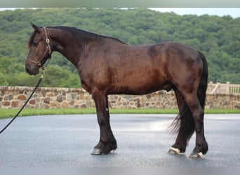 Frisones, Caballo castrado, 5 años, 147 cm, Negro