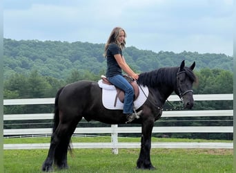 Frisones, Caballo castrado, 5 años, 147 cm, Negro