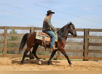 Frisones, Caballo castrado, 5 años, 150 cm, Castaño rojizo