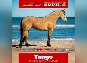 Frisones Mestizo, Caballo castrado, 5 años, 152 cm, Buckskin/Bayo