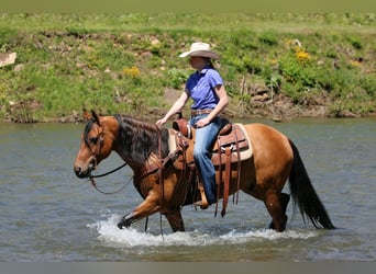 Frisones Mestizo, Caballo castrado, 5 años, 152 cm, Buckskin/Bayo