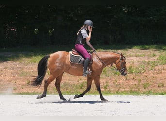 Frisones Mestizo, Caballo castrado, 5 años, 152 cm, Buckskin/Bayo