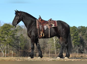 Frisones, Caballo castrado, 5 años, 152 cm, Castaño