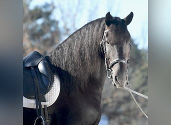 Frisones, Caballo castrado, 5 años, 152 cm, Castaño