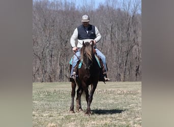 Frisones, Caballo castrado, 5 años, 152 cm, Castaño