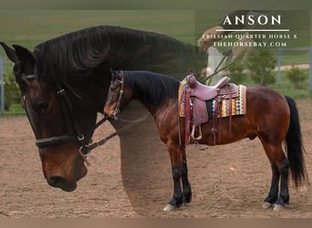 Frisones, Caballo castrado, 5 años, 152 cm, Castaño rojizo