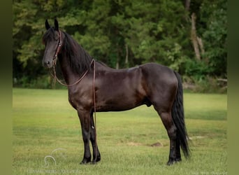 Frisones, Caballo castrado, 5 años, 152 cm, Negro