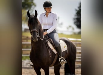 Frisones, Caballo castrado, 5 años, 152 cm, Negro