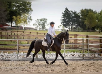 Frisones, Caballo castrado, 5 años, 152 cm, Negro