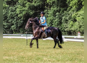 Frisones, Caballo castrado, 5 años, 152 cm, Negro