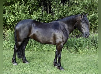 Frisones, Caballo castrado, 5 años, 152 cm, Negro