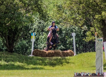 Frisones, Caballo castrado, 5 años, 152 cm, Negro