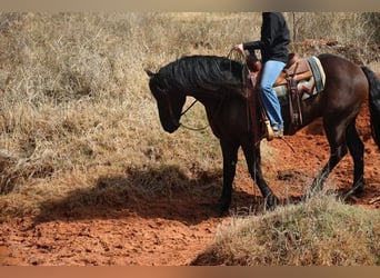 Frisones Mestizo, Caballo castrado, 5 años, 152 cm, Negro