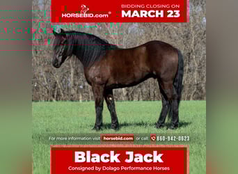 Frisones Mestizo, Caballo castrado, 5 años, 152 cm, Negro