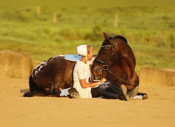 Frisones Mestizo, Caballo castrado, 5 años, 152 cm, Negro