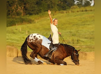 Frisones Mestizo, Caballo castrado, 5 años, 152 cm, Negro