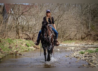 Frisones, Caballo castrado, 5 años, 152 cm, Negro