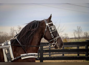 Frisones, Caballo castrado, 5 años, 152 cm, Negro