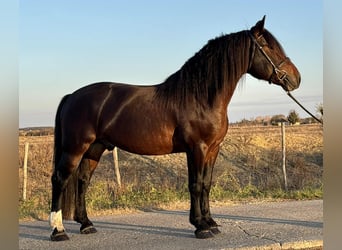 Frisones Mestizo, Caballo castrado, 5 años, 153 cm