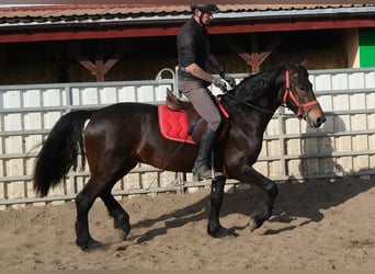 Frisones Mestizo, Caballo castrado, 5 años, 155 cm, Castaño oscuro