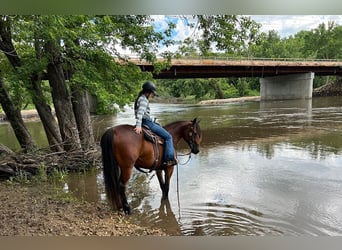 Frisones, Caballo castrado, 5 años, 155 cm, Castaño rojizo